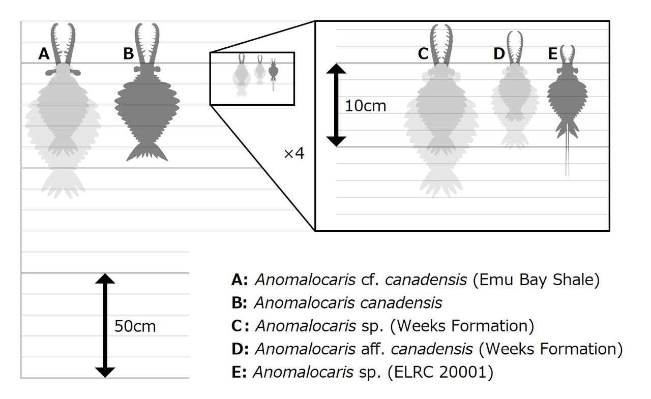 Оценка размеров тела различных Аномалокарин 