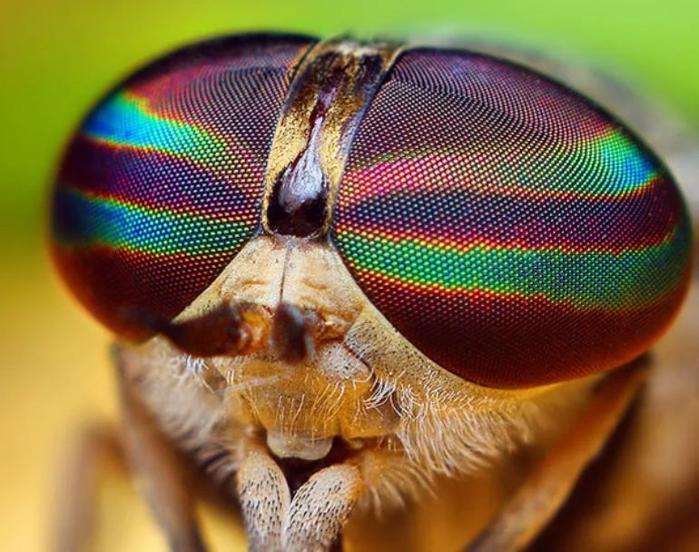 Фасеточные глаза сухопутных раков - насекомых.