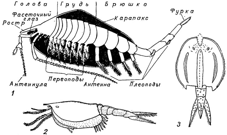 Строение примитивных ракообразныхфиллокарид