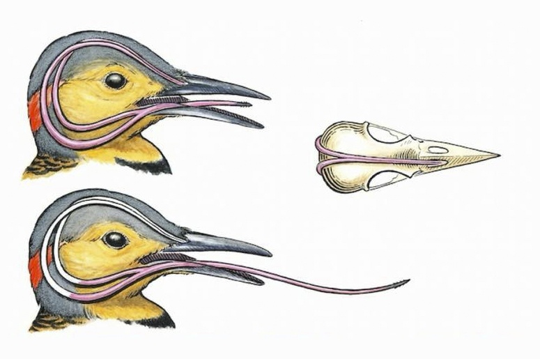 Шнобелевские премии 2001-2010 (часть 2) - 6 image