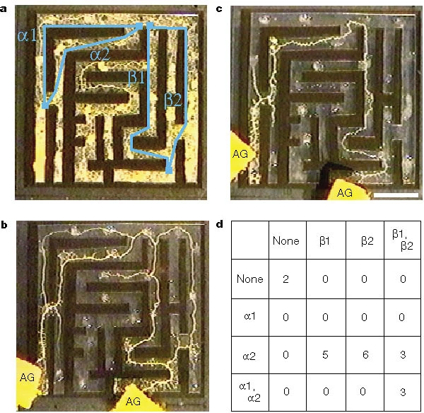 Шнобелевские премии 2001-2010 (часть 2) - 8 image