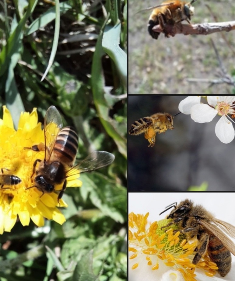 Взрослые пчёлы (чаще с 15—18-дневного возраста)  занимаются сбором нектара и пыльцы с цветков растений. 