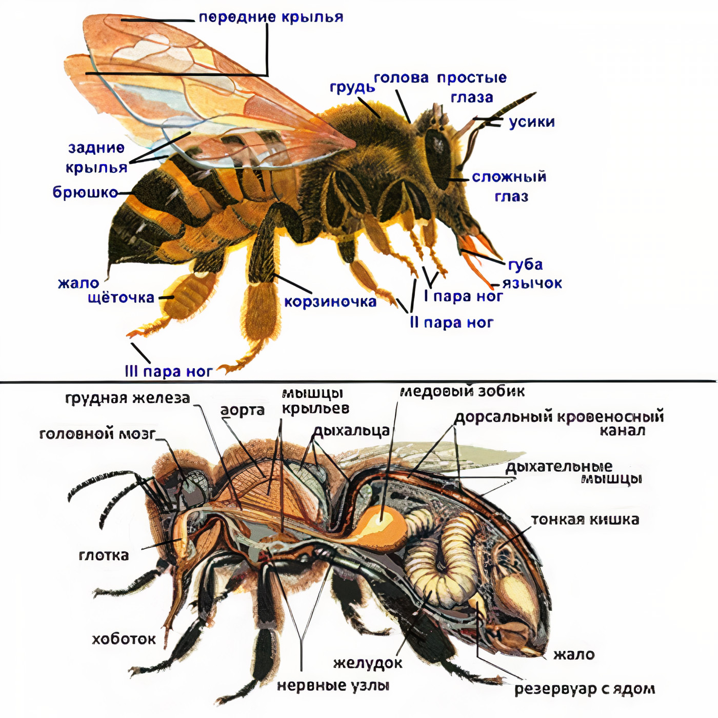 Строение рабочей пчелы.