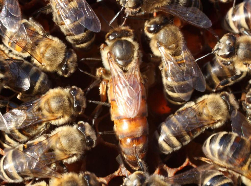 Рабочие пчёлы и матка