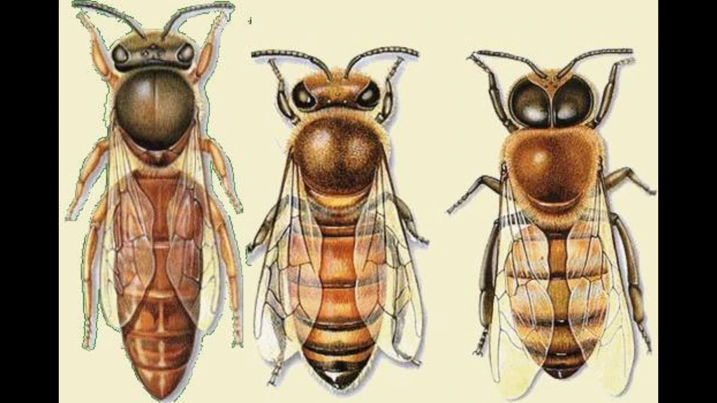 1) Пчела матка 2) Рабочая пчела 3) Самец-трутеньКоролева Пчелы выгладит более вытянуто.