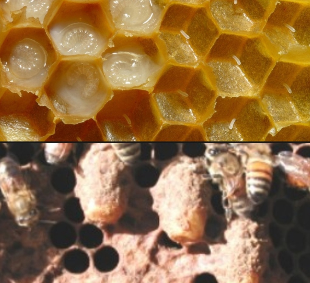 Пчёлы выращивают маток в специально отстраиваемых для этого больших ячейках сота — маточниках, как правило, неподалёку от самой королевы. Отстраивать их пчёлы могут на обычных пчелиных ячейках сота (нижняя картинка), в которые матка ранее уже отложила оплодотворённые яйца. Такие маточники пчёлы отстраивают после внезапной гибели старой матки, чтобы вывести взамен ей новую. Маточники из обычных ячеек сота и вышедшие из них матки называются свищевыми. При подготовке же пчёл к роению (во время которого матка улетает с роем) яйца для вывода новых маток старая матка откладывает в заранее отстроенные пчёлами маточные мисочки (верхняя картинка) — основания будущих роевых маточников. Такие маточники пчёлы отстраивают обычно на рёбрах сота. Вышедшие из них матки называются роевыми.