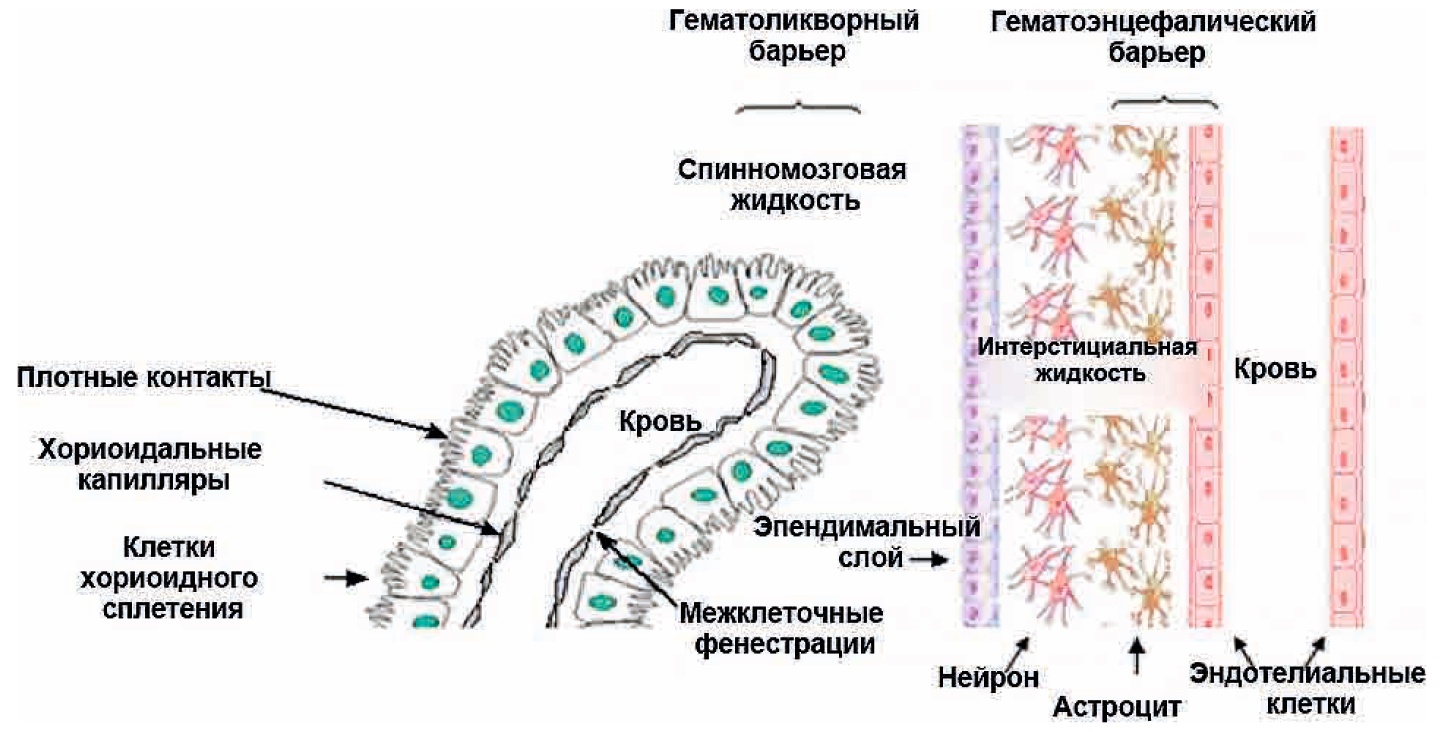 GABA для ума: почему «Аминалон» — это действительно рабочий ноотроп - 4