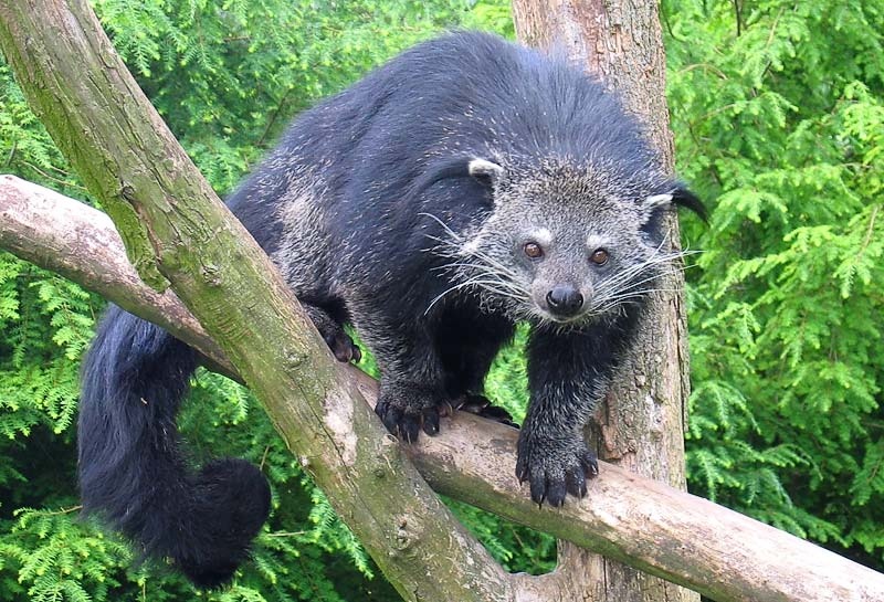 Бинтуронг (Arctictis binturong)