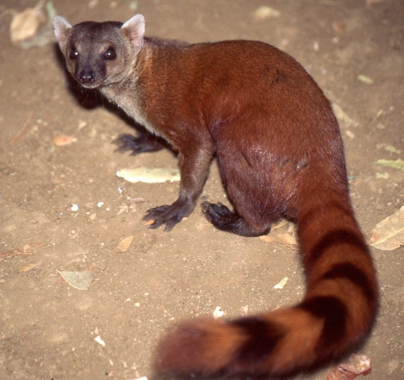 Кольцехвостый мунго (Galidia elegans)