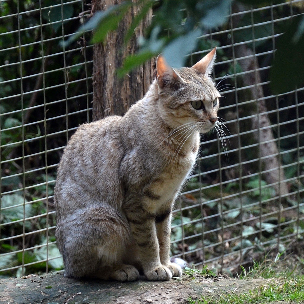 Степная кошка (Felis silvestris lybica)