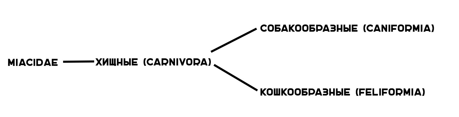 Эволюционное древо.