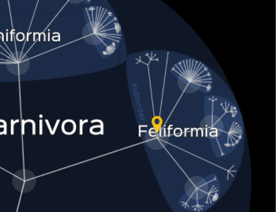 более полную кладограмму можно посмотреть тут http://lifemap-ncbi.univ-lyon1.fr