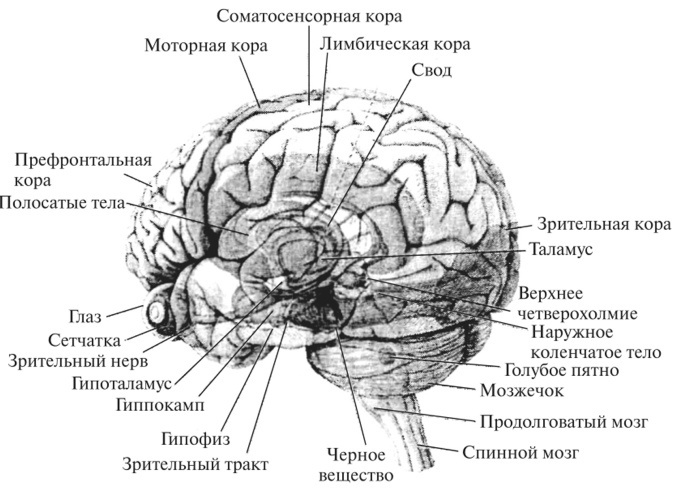 Что опасного таит в себе люпин? - 10