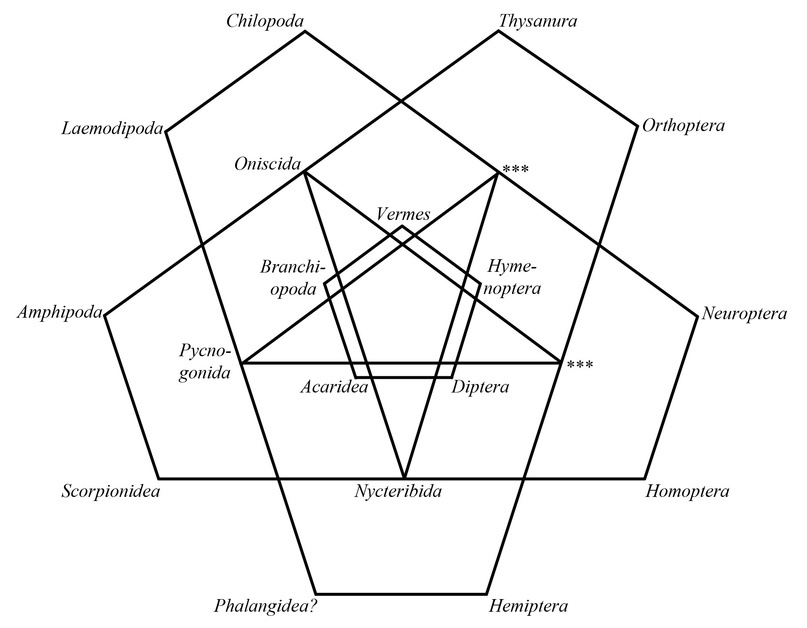 Схема квинарной системы МакЛея Схема квинарной системы МакЛея