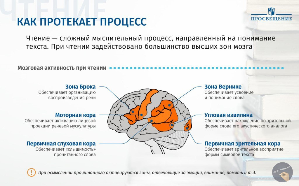 Во время чтения задействуются до 17 зон головного мозга: например, кроме перечисленных, ещё и зоны памяти