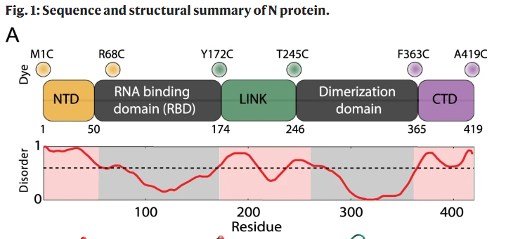 Диаграмма степени "неупорядоченности" всех фрагментов N-белка