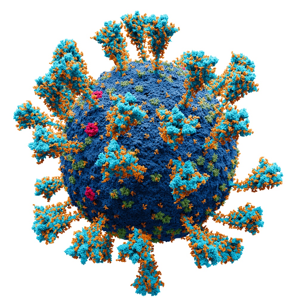 Атомарная 3D модель (каждая сфера — атом) вируса SARS-CoV-2