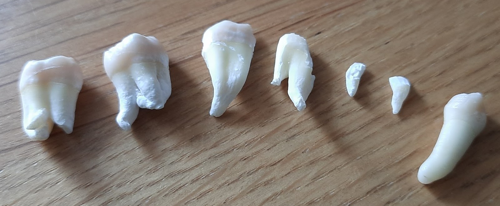 Все зубы, которые сохранились, чистенькие, кроме одного. Я немного передержал некоторые из них в белизне.