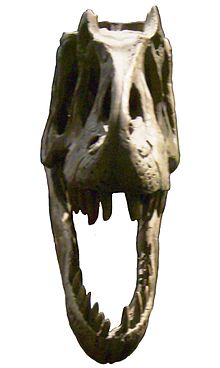 Череп аллозавра, отлитый спереди, в Музее природы в Берлине.