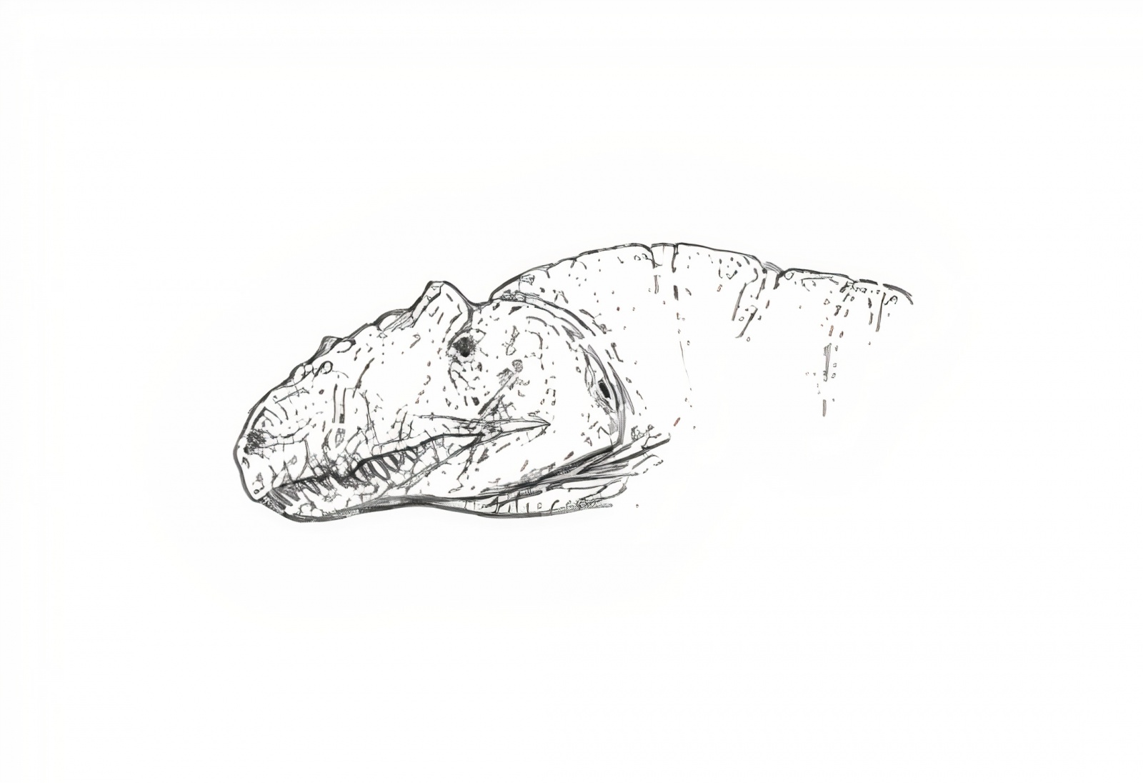 Allosaurus jimmadseni (SMA 0005) "Big Al 2". Художник сообщества Фанерозой, Дмитрий Редискин