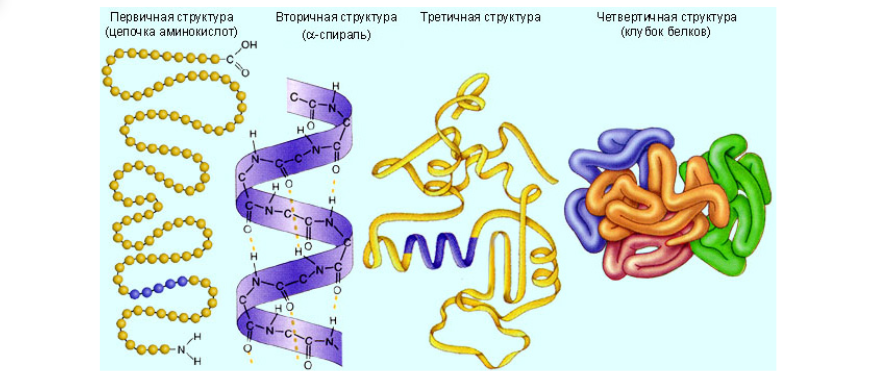Краткое знакомство с моделированием белков - 4