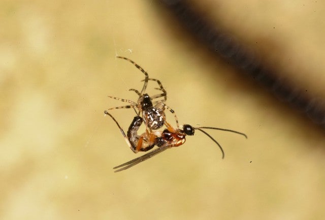 Зомби-рабы в мире насекомых: как раб становится едой, нянькой и телохранителем cвоего хозяина-паразита.Чудеса эволюции - 1