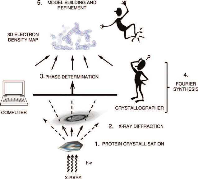 Конвейер эксперимента по рентгеновской кристаллографии. 1. Белок кристаллизуется. 2. Делается рентгеновская дифракция на кристалле. 3-4. Решается фазовая проблема. 5. Карты электронной плотности интерпретируется человеком, и по ним строится модель пространственной структуры белка.