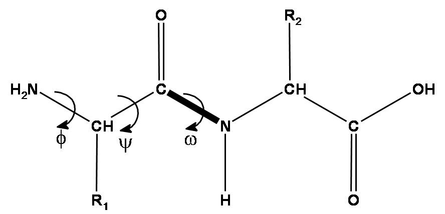 Два аминокислотных остатка, связанные пептидной связью (показана жирной линей). Отмечены торсионные углы φ, ψ и ω. Радикалы аминокислот обозначены R1 и R2 и связаны с С-альфа атомами.