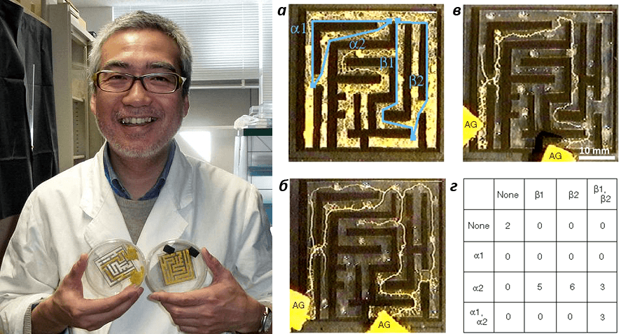 Рис. 3. Японский ученый, лабиринты и его "разумная" слизь