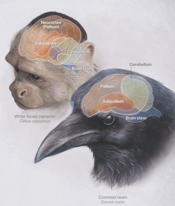 Разбираемся в особенностях строения мозга врановых - 3