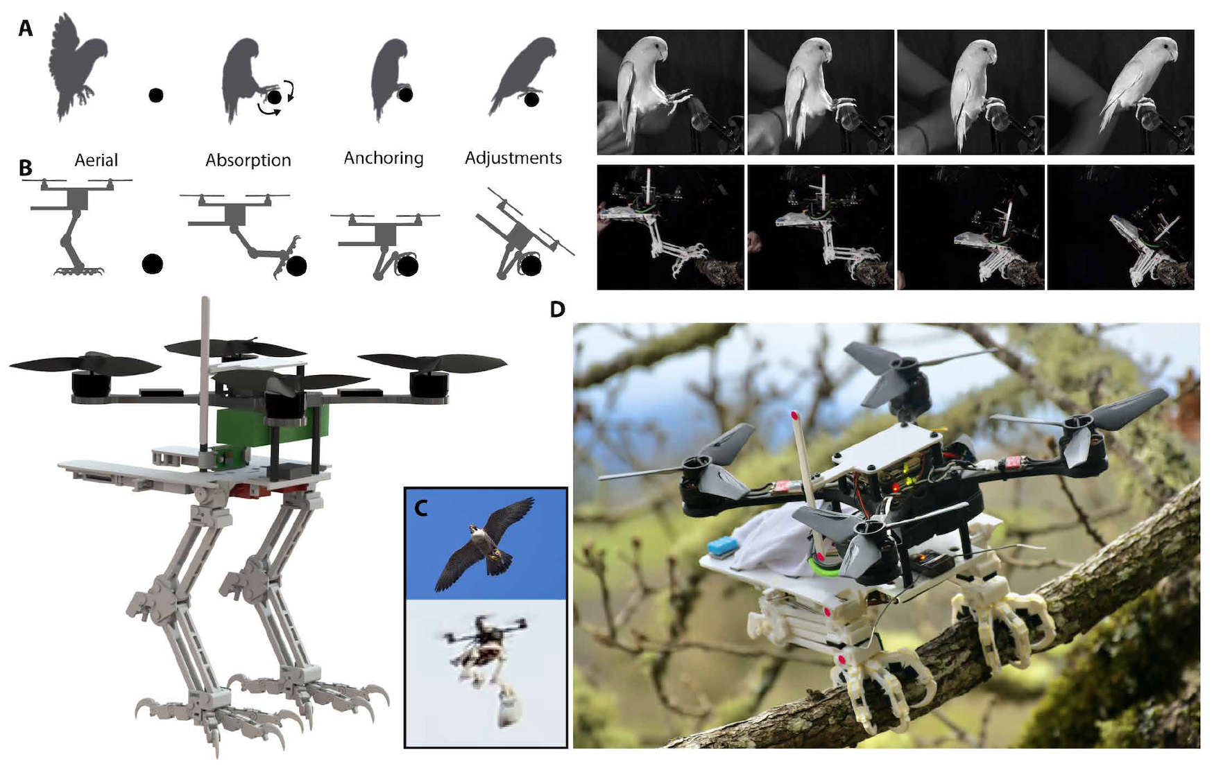 А как же лапки: робот-птица, способный приземляться на ветки - 4