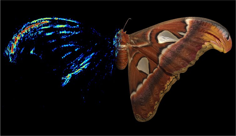 Бабочки обманывают летучих мышей с помощью акустических ловушек. Это спасает … но не всегда - 3