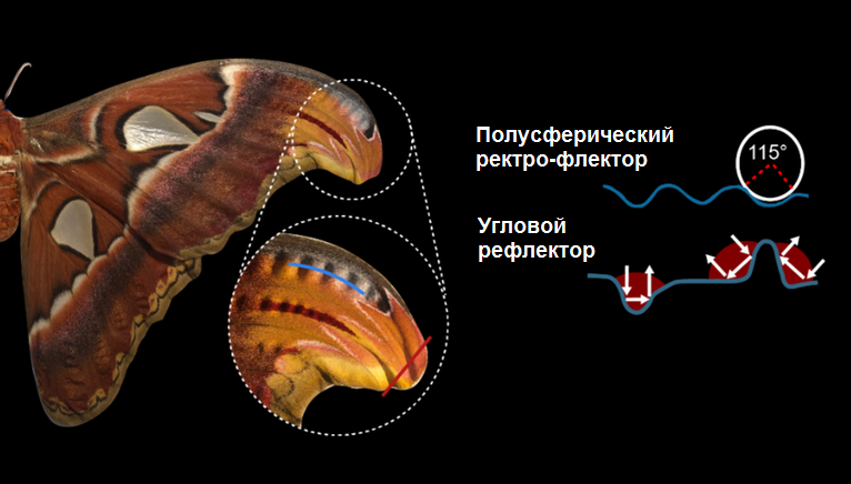 Бабочки обманывают летучих мышей с помощью акустических ловушек. Это спасает … но не всегда - 4