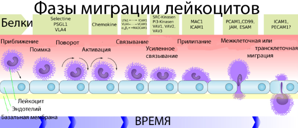 Воспаления головного мозга: как это вообще работает, если за ГЭБ нет иммунной системы - 7