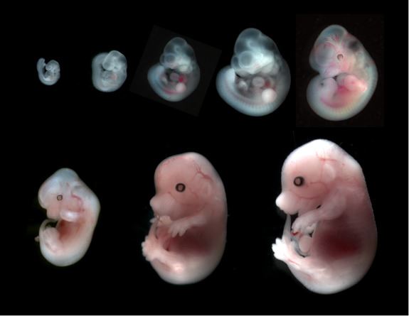 Робо-няня для эмбриона: ждут ли нас фабрики по производству людей? - 5