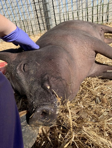 Neuralink Илона Маска тренировалась на трупах животных. Компания ответила на претензии защитников животных