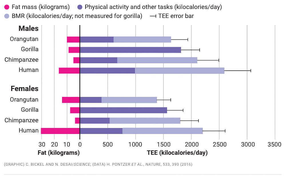 Спорт не поможет вам похудеть. Как антрополог Герман Понцер развенчивает мифы о сжигании калорий - 4 Спорт не поможет вам похудеть. Как антрополог Герман Понцер развенчивает мифы о сжигании калорий - 4