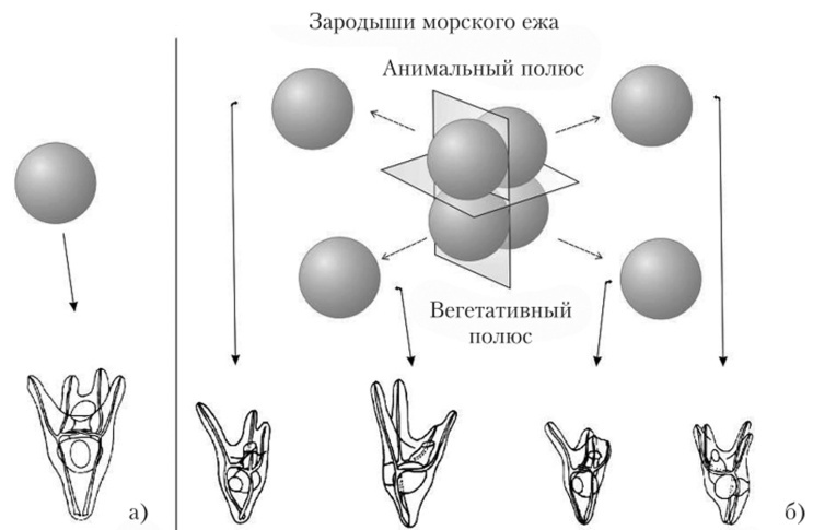 Схема опыта Дриша