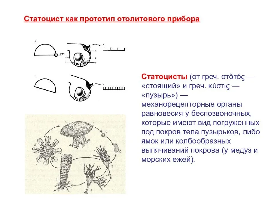 Статоцисты это