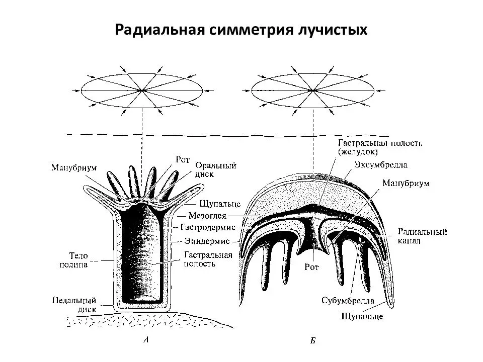 Визит редкой дамы. Пресноводные медузы средней полосы России - 6