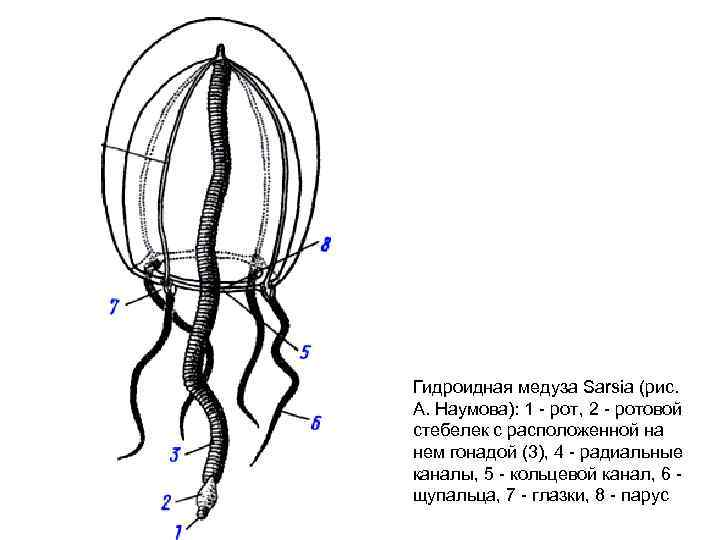 Визит редкой дамы. Пресноводные медузы средней полосы России - 7