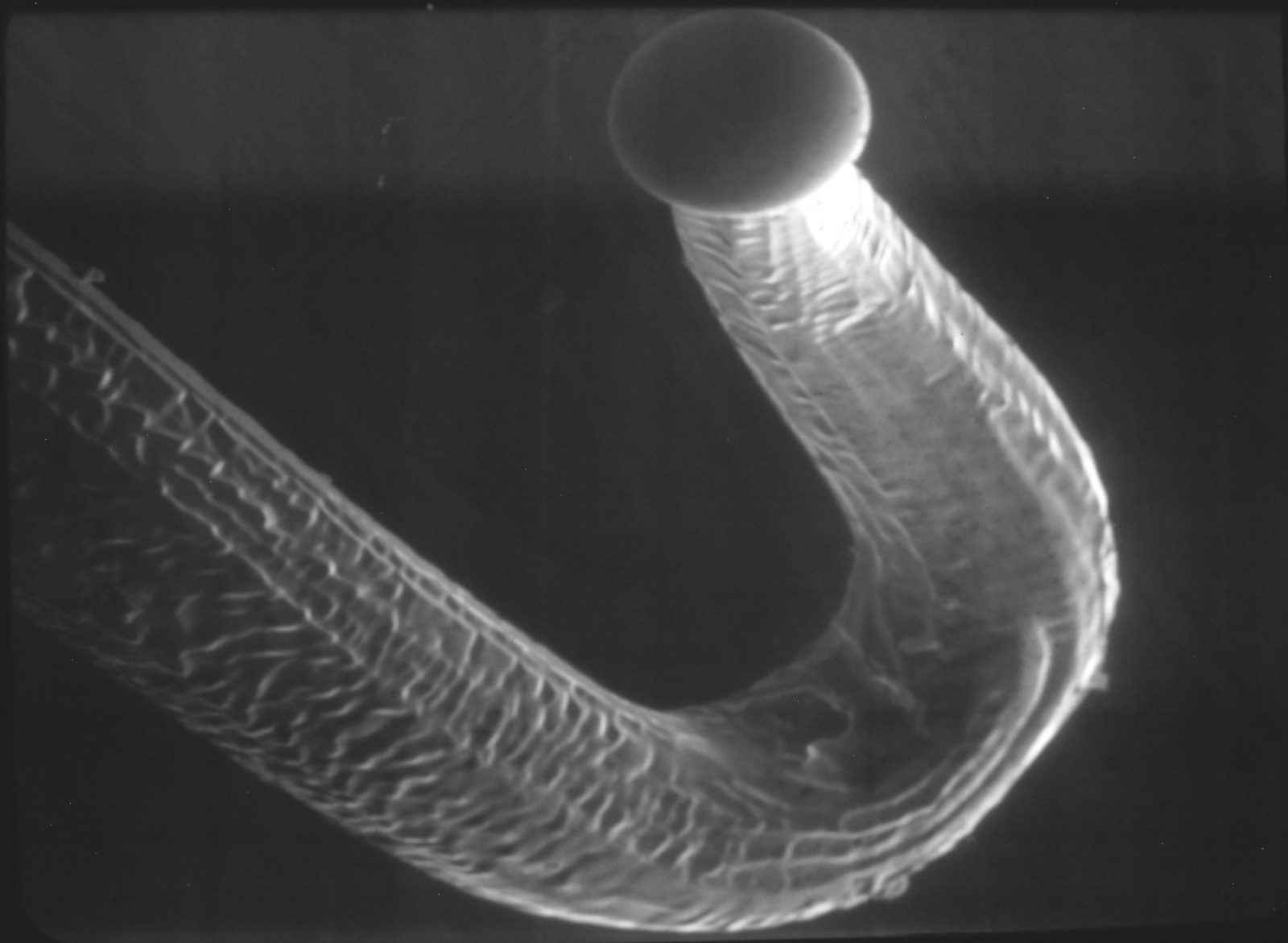 Импортозамещение W катодов для сканирующих электронных микроскопов - 2