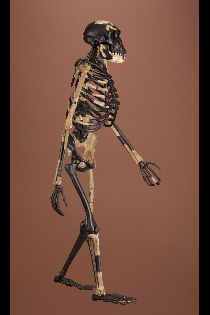 Австралопитек афарский, «Люси», реконструкция скелета(Чип Кларк, Smithsonian Institution)