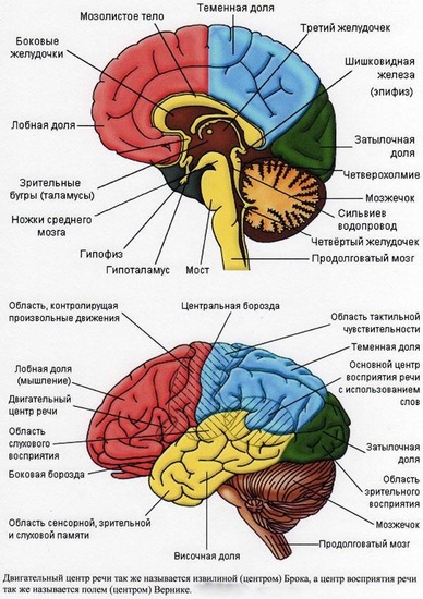 Синдром дефицита внимания и гиперактивности — откуда берутся самые невыносимые хулиганы и что с этим делать - 2