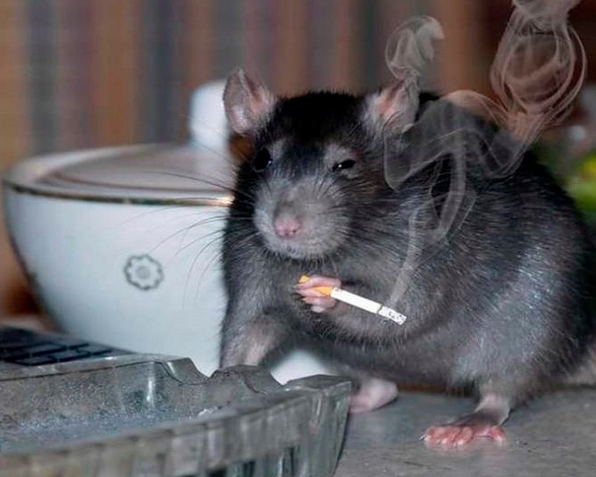 Твое лицо, когда прямоходящие обезьяны опять выставили тебя виноватым в своих болячках…