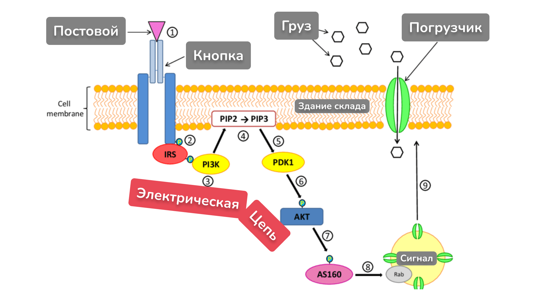 7 причин почему вы не худеете. Ожирение, инсулинорезистентность и диабет простыми словами - 11 7 причин почему вы не худеете. Ожирение, инсулинорезистентность и диабет простыми словами - 11