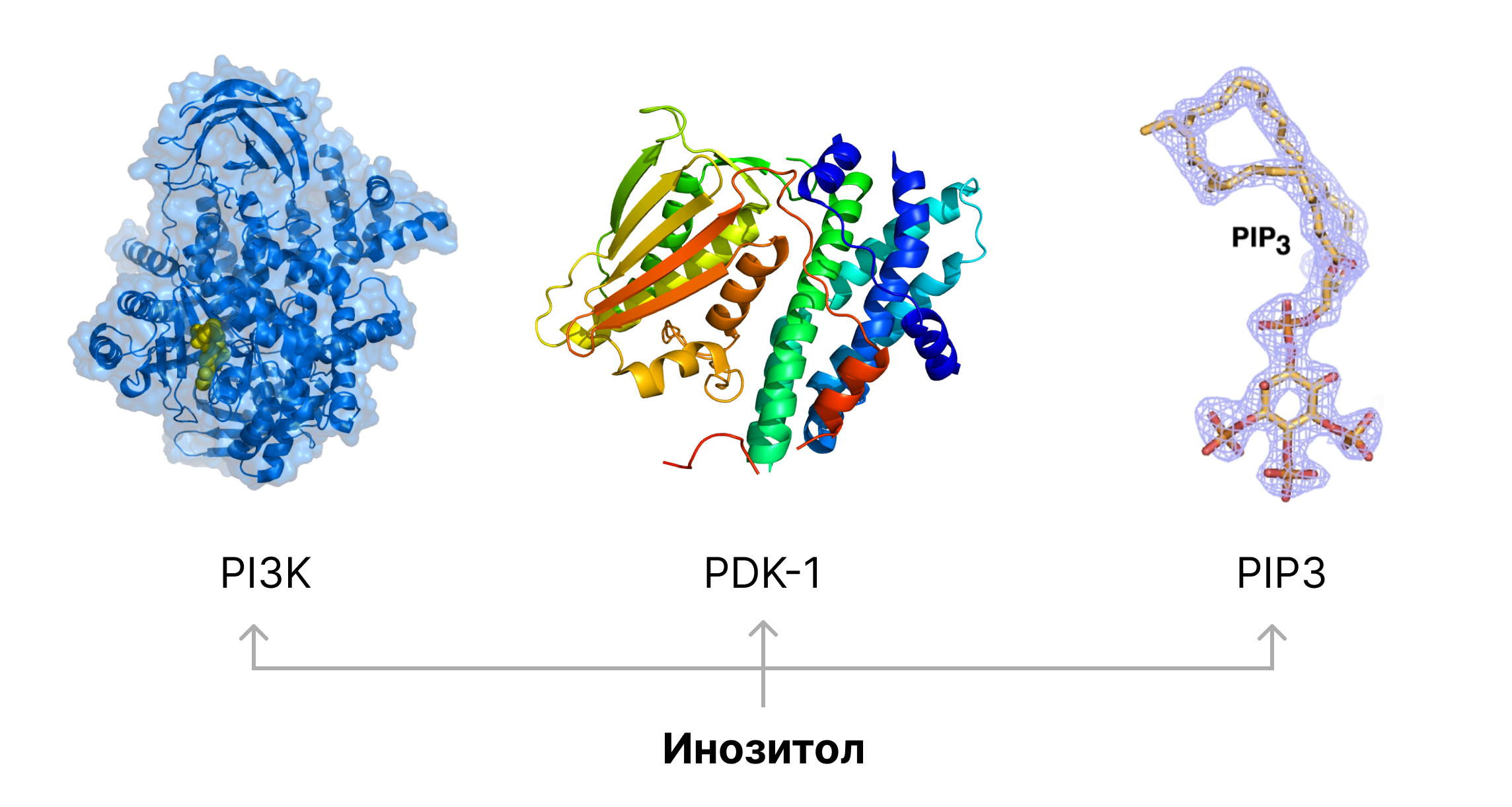 7 причин почему вы не худеете. Ожирение, инсулинорезистентность и диабет простыми словами - 12 7 причин почему вы не худеете. Ожирение, инсулинорезистентность и диабет простыми словами - 12