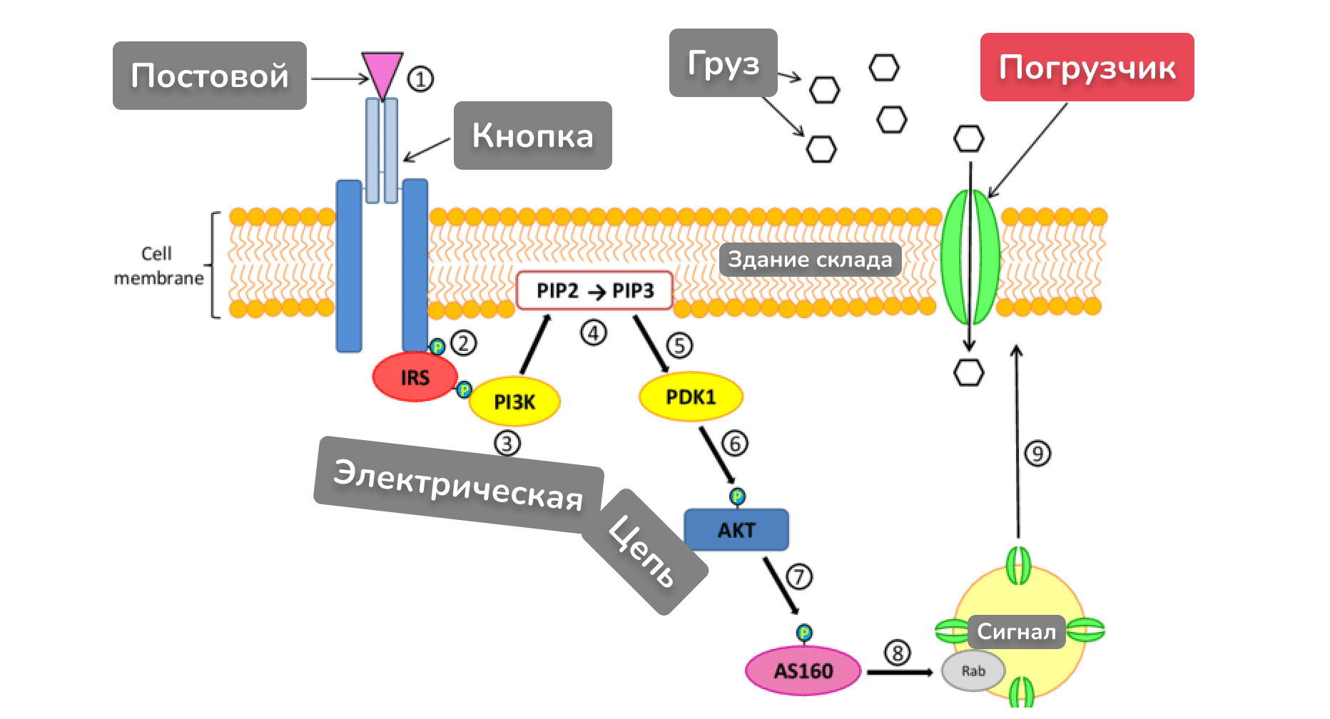 7 причин почему вы не худеете. Ожирение, инсулинорезистентность и диабет простыми словами - 16 7 причин почему вы не худеете. Ожирение, инсулинорезистентность и диабет простыми словами - 16