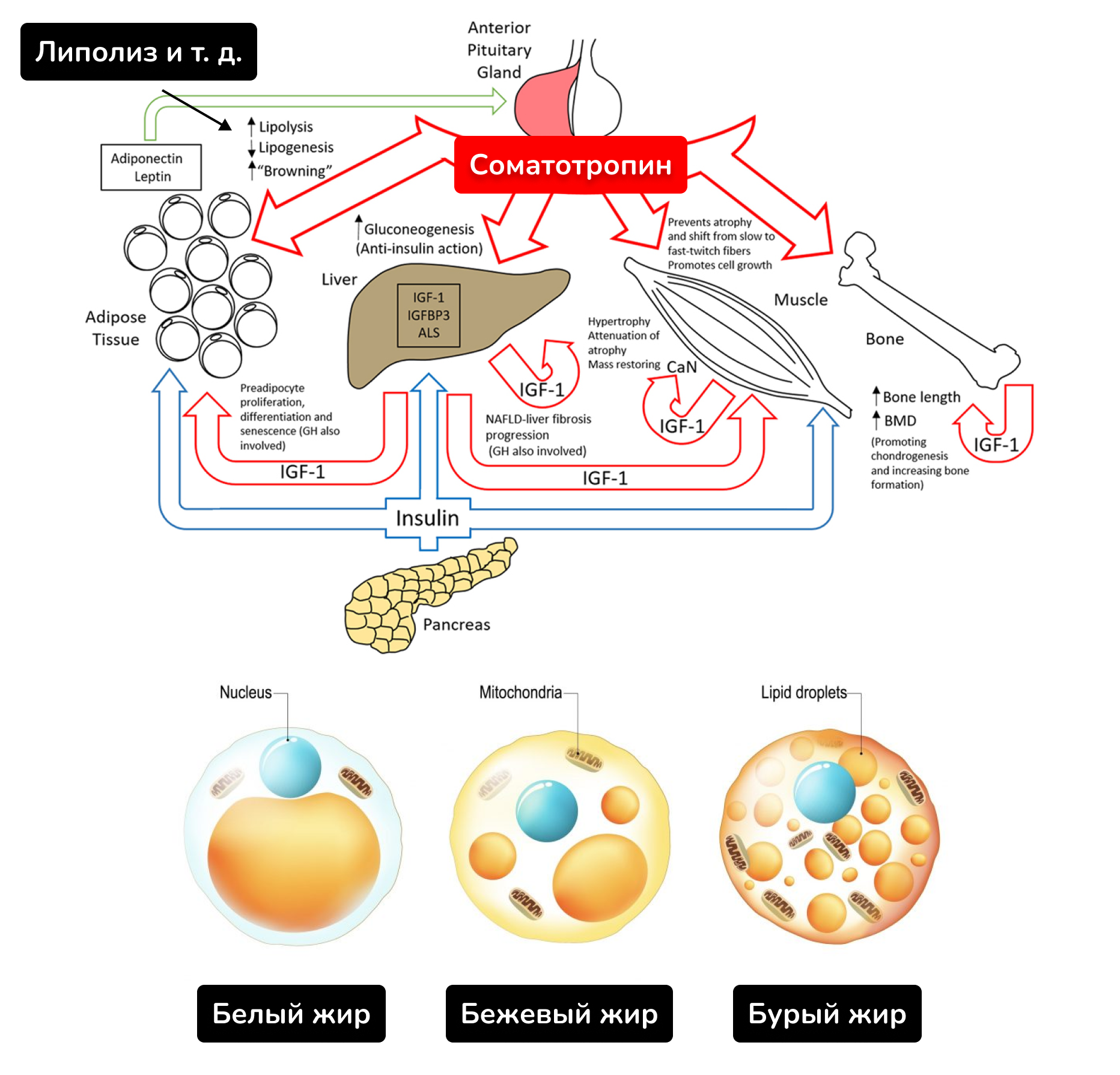 7 причин почему вы не худеете. Ожирение, инсулинорезистентность и диабет простыми словами - 20 7 причин почему вы не худеете. Ожирение, инсулинорезистентность и диабет простыми словами - 20