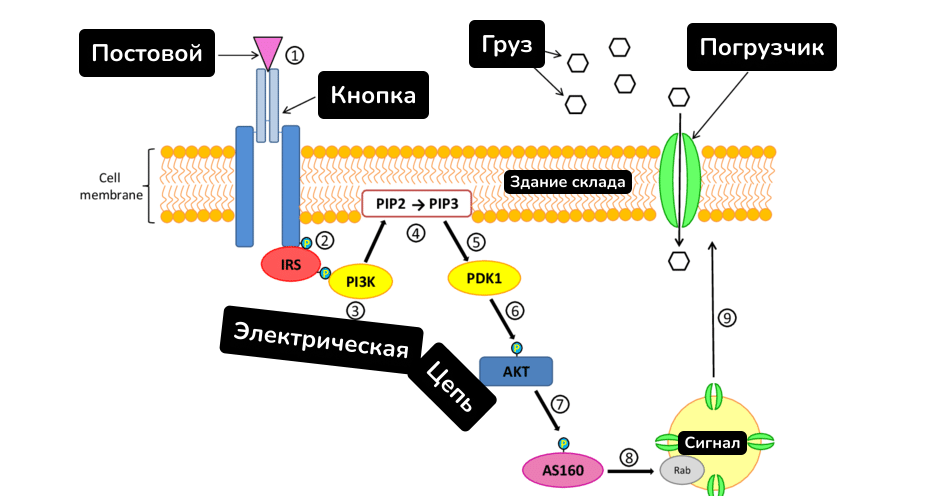 7 причин почему вы не худеете. Ожирение, инсулинорезистентность и диабет простыми словами - 3 7 причин почему вы не худеете. Ожирение, инсулинорезистентность и диабет простыми словами - 3